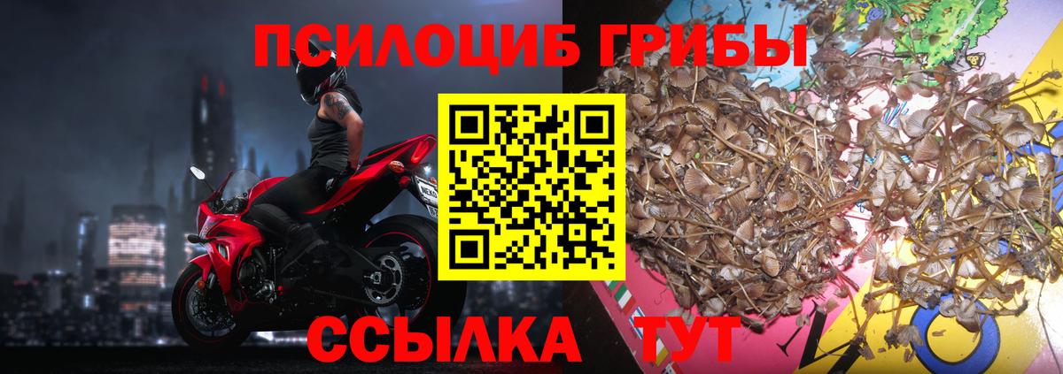 закладки  Вход с VPN  Тейково  Псилоцибиновые грибы мухоморы 